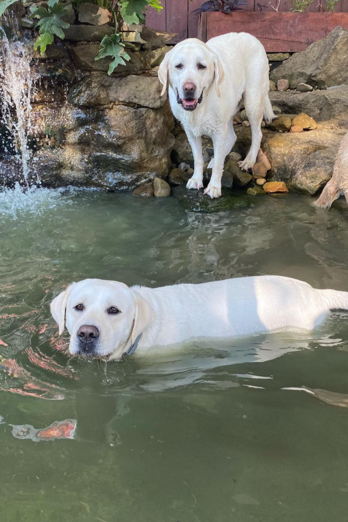 Dogs swimming in a Pond Pool