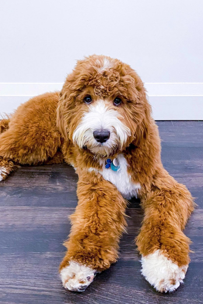 Goldendoodle with an even trim