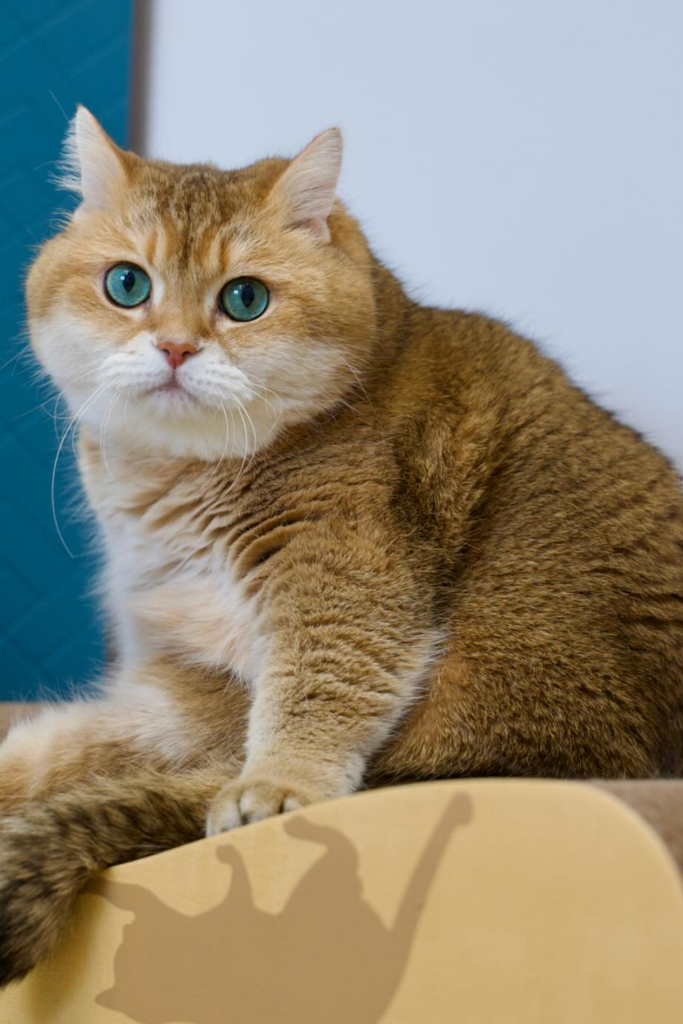 A fluffy blue-eyed cat with white fur on its chest, paws, and belly, sits regally on top of a cardboard box.
