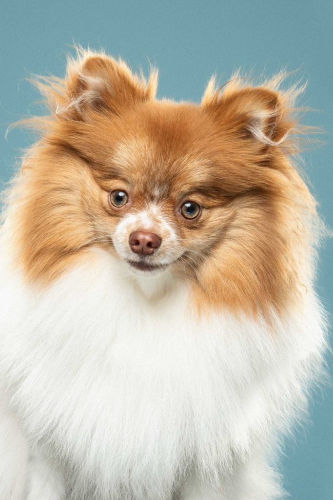 Fluffy Pomeranian with a playful expression