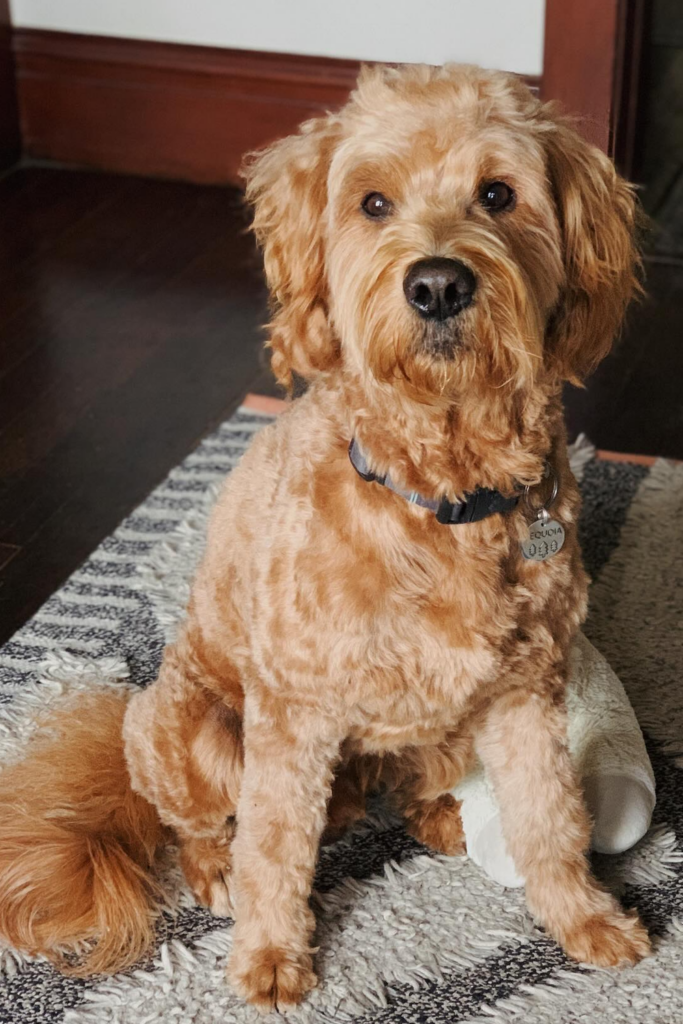 Goldendoodle with an evenly trimmed body, fluffy ears and tail