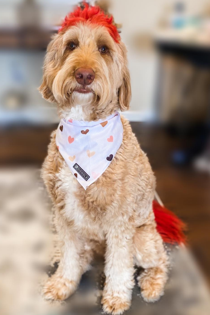 An adult Goldendoodle sporting a red mohawk and a curly trim on the body