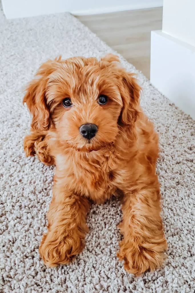 A brown Goldendoodle puppy sporting a uniform coat sitting of a fluffy carpet