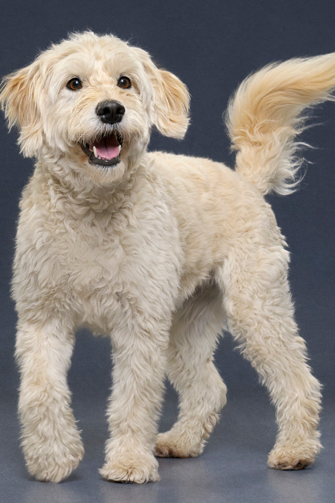 A fluffy Goldendoodle dog with a huge smile