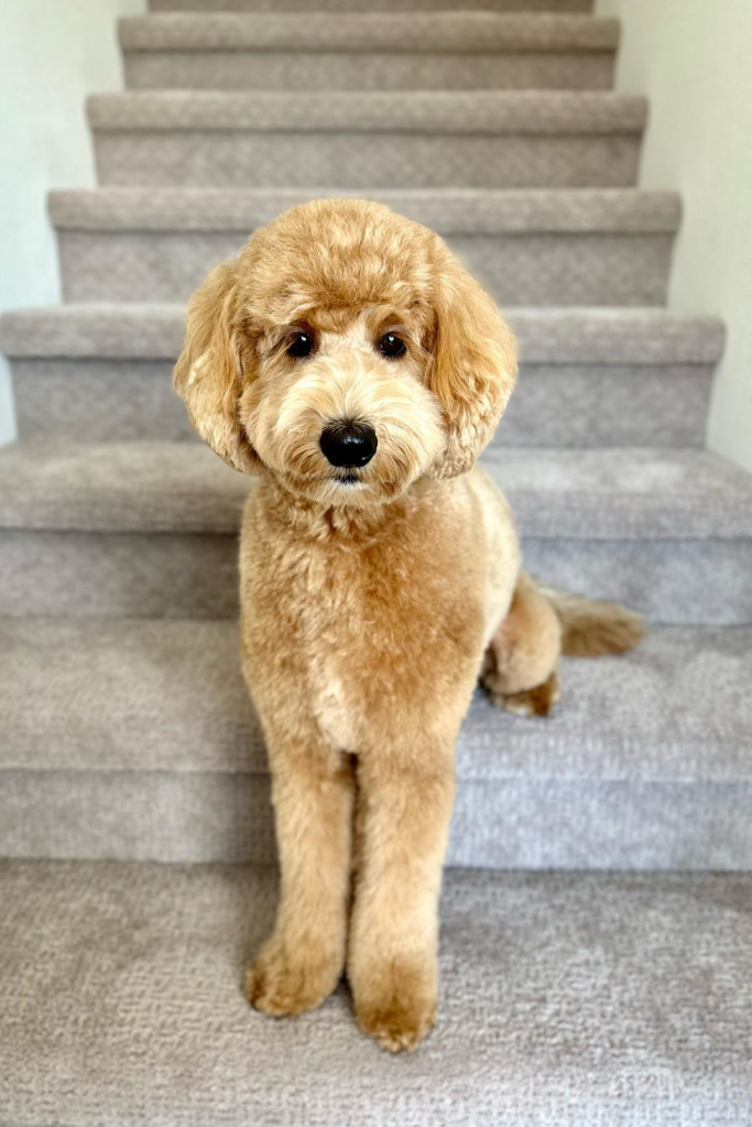 Goldendoodle dog sitting on stairs