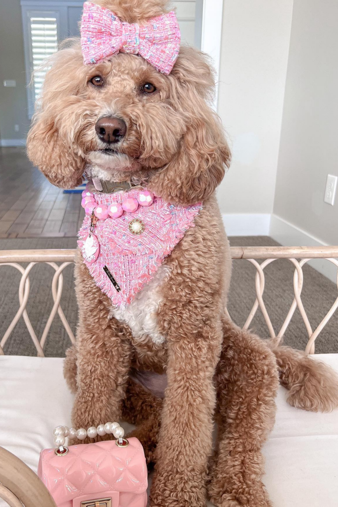 A brown Goldendoodle dog with a top knot bow tie, and a bandana