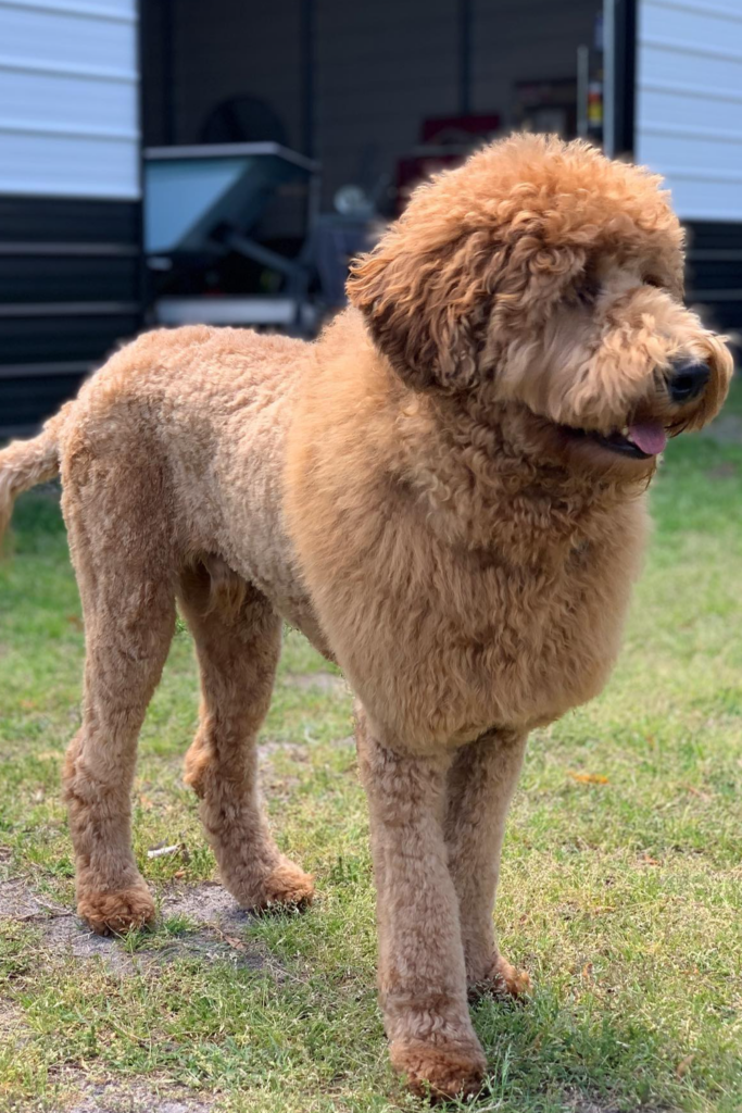 A Goldendoodle with a lion haircut, featuring a long mane and tail pom-pom