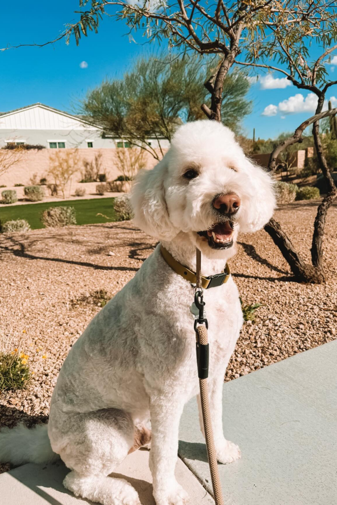 White Goldendoodle dog sporting a mohawk haircut with short fur on the sides and a longer crest down the middle.