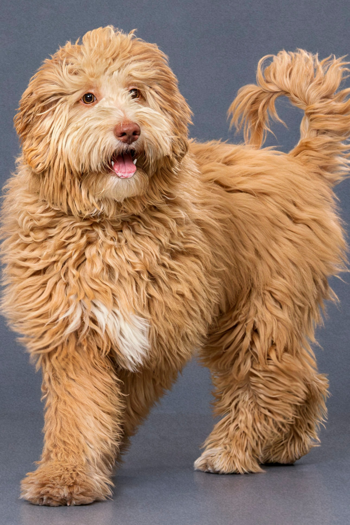 Goldendoodle with a soft, curly coat in a full, fluffy style