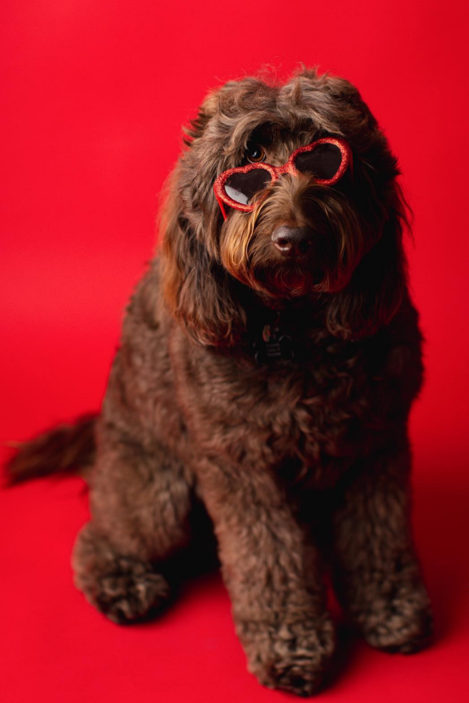 An adult Goldendoodle dog wearing a red heart-shaped sunglasses on a red background