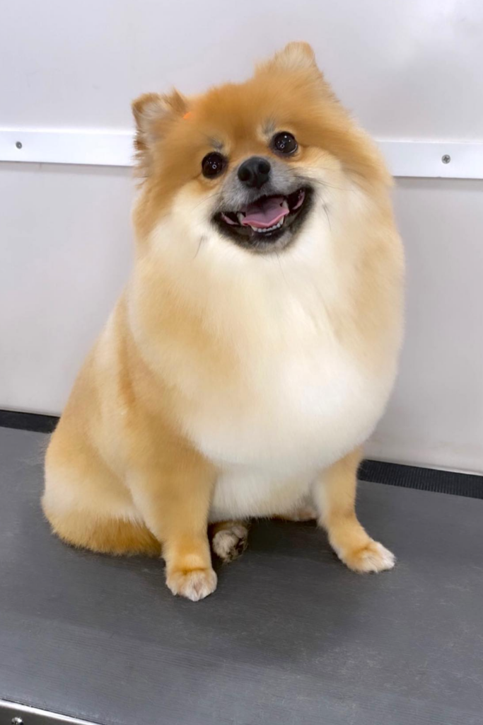 Close-up of a happy Pomeranian with a short, practical kennel cut on a grooming table