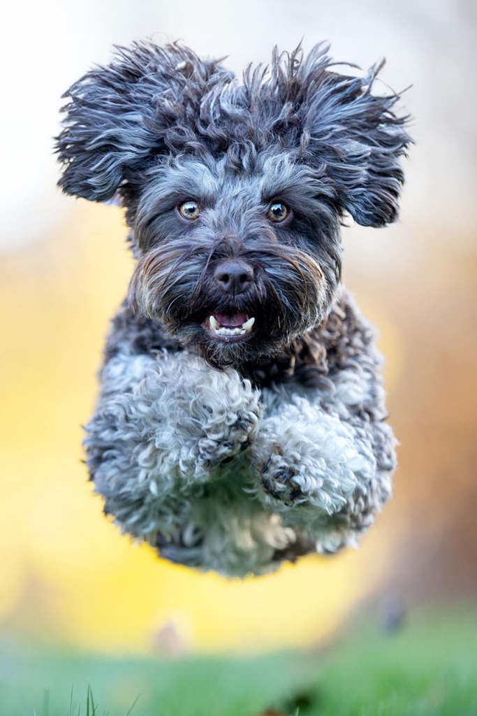 Havanese Puppies Guide featuring a jumping puppy