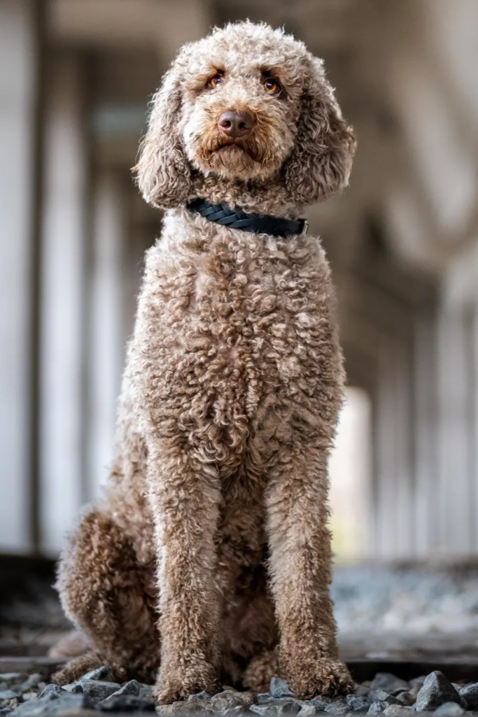 one of the most popular doodle dog breeds sitting on gravel