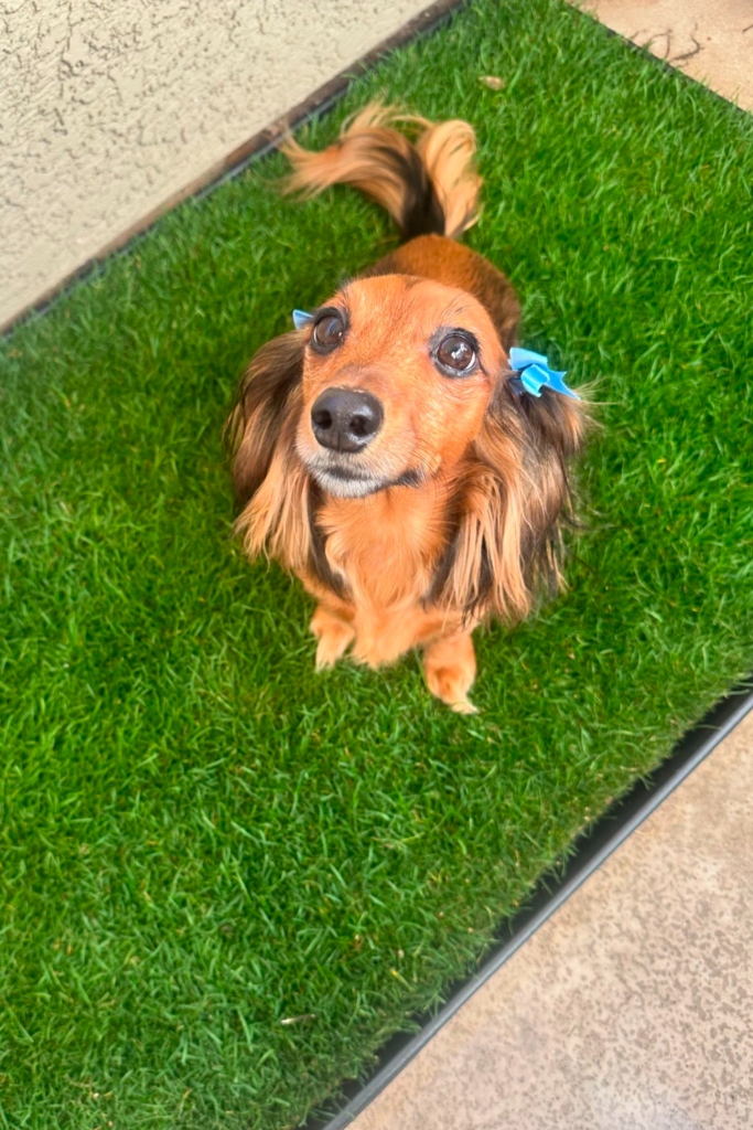 Long-haired Dachshund Dog sitting on grass