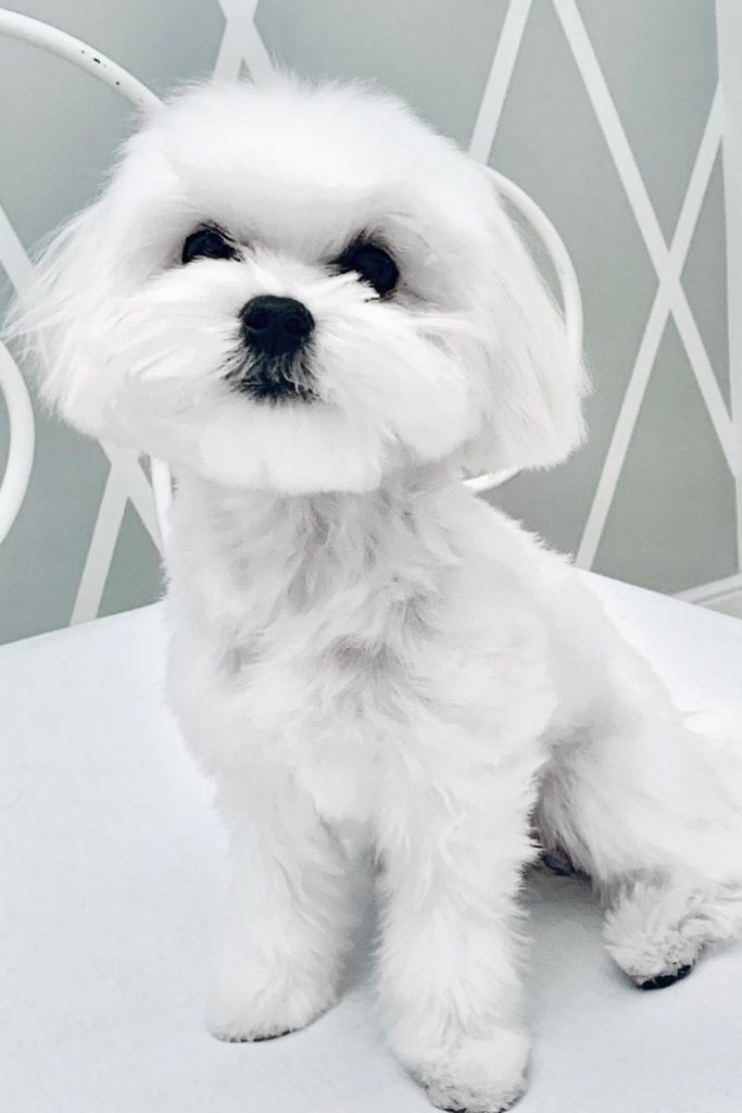 Maltese dog sitting on a table