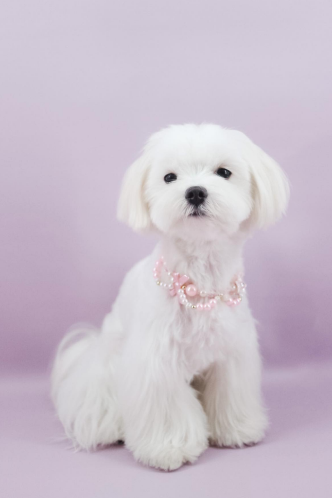 Maltese dog with a clean trim