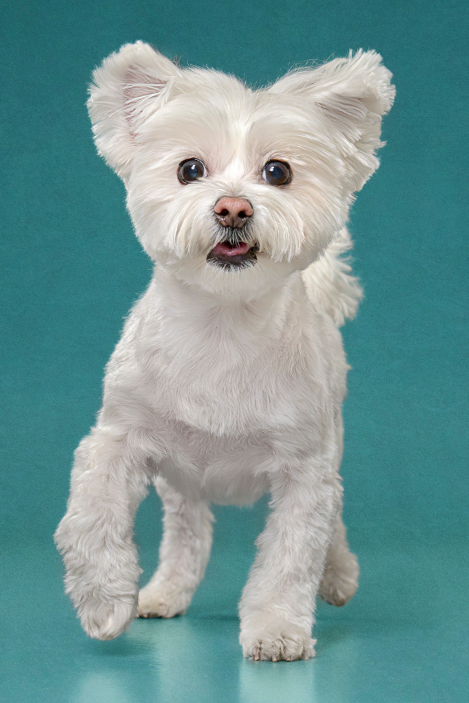 Maltese dog with a fresh haircut