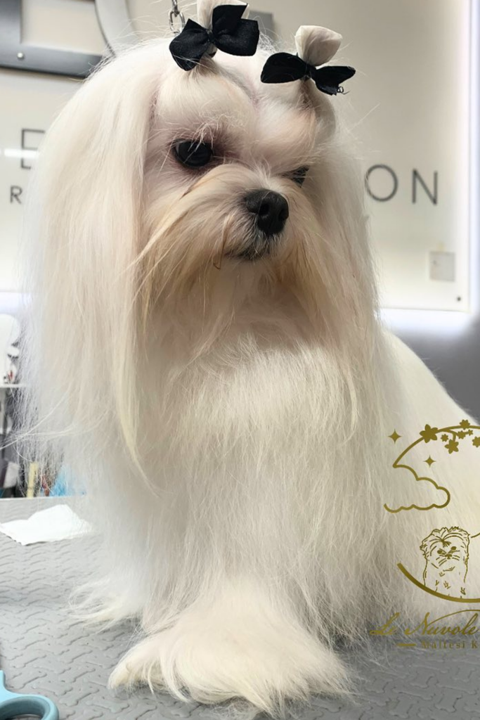 Maltese dog with long flowing fur and a pigtail hairdo