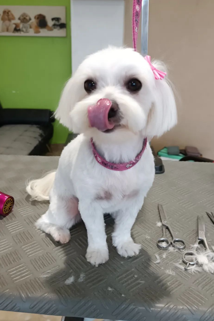 Maltese with a short haircut sitting on a grooming table
