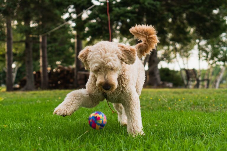 The Most Popular Doodle Dog Breeds - Top 10 Poodle Mixes