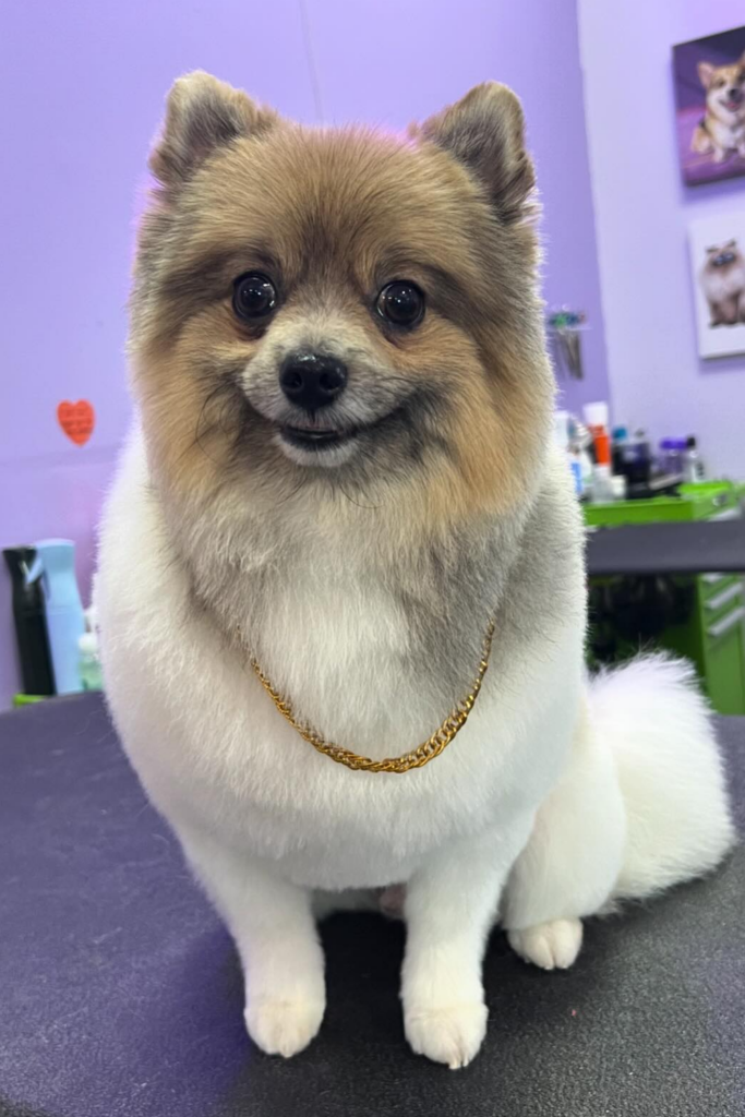 Close-up of a pampered Pomeranian wearing a necklace after a grooming session.