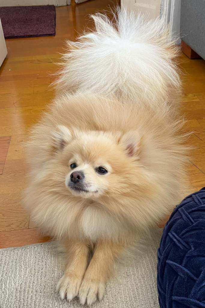 Pomeranian with fluffy coat