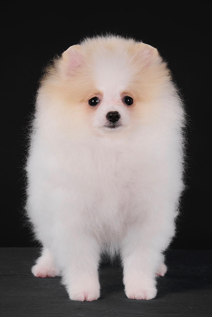 Close-up of a Pomeranian with a perfectly clipped show trim.