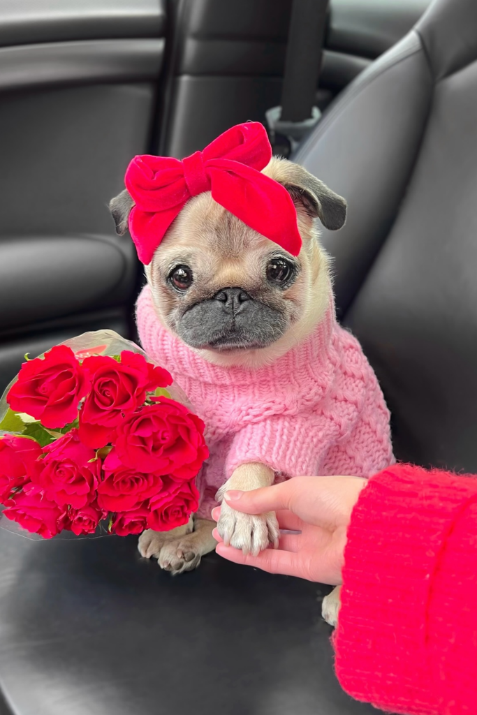 Pug puppy adorned in red