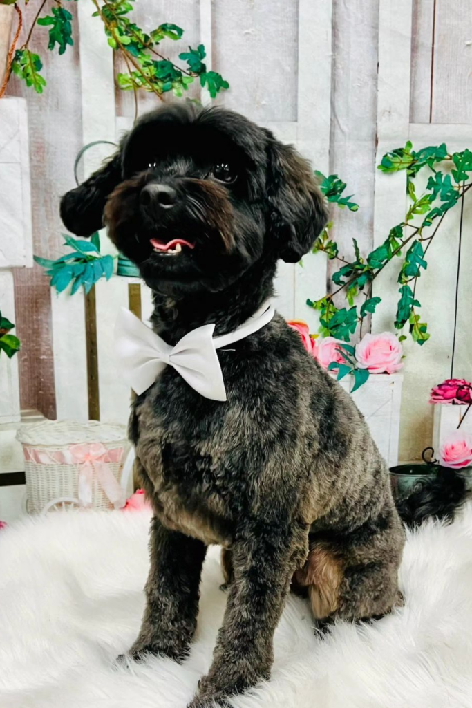 A black schnoodle dog wearing a white bow tie sitting on a fluffy carpet