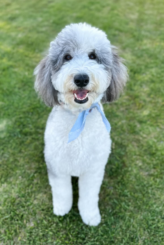 Sheepadoodle dog with a happy smile on green grass.