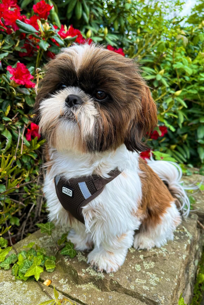 Shih Tzu Puppy pose for a photo in front of flowers