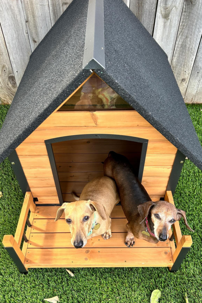 Two short-haired dachshunds, one black and tan and one brown and tan, sit side-by-side in a wooden dog house.