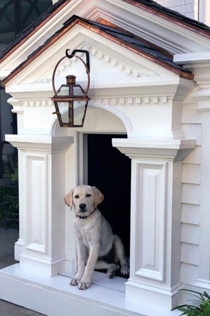 A dog sitting outside a stylish outdoor kennel