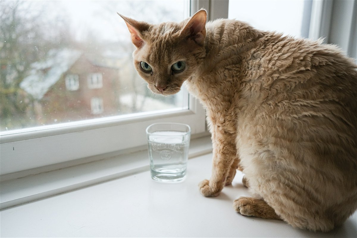 Things to know before adopting a Devon Rex cat