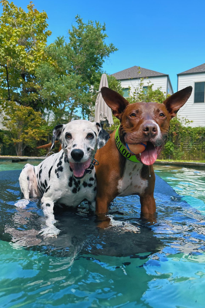 Two dogs in an above-ground swimming pool