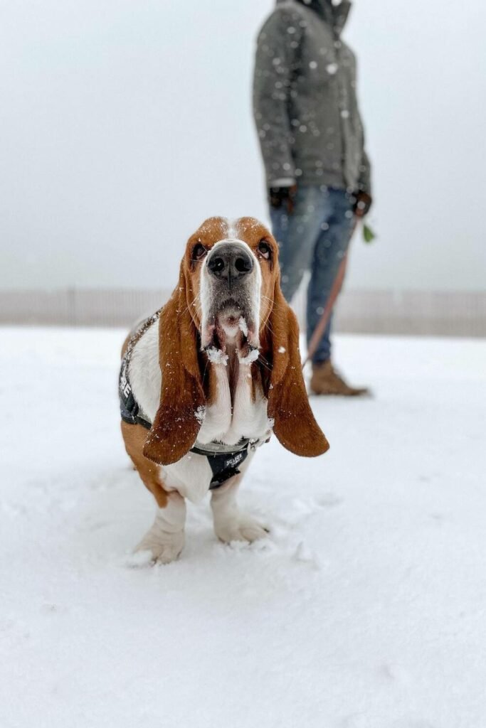 10 Things To Know Before Adopting A Basset Hound Puppy