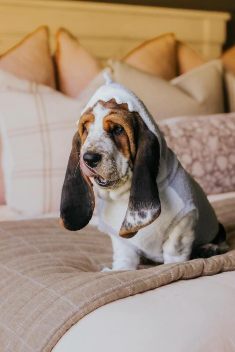 10 Things To Know Before Adopting A Basset Hound Puppy