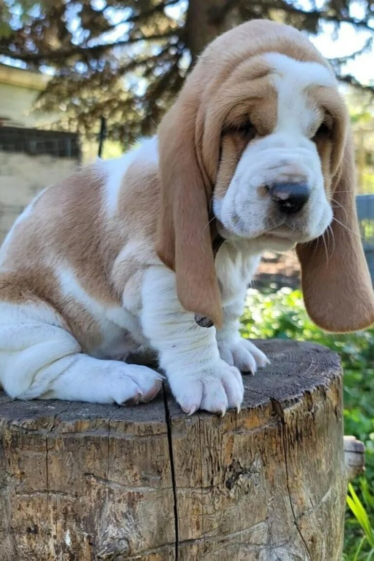 10 Things To Know Before Adopting A Basset Hound Puppy