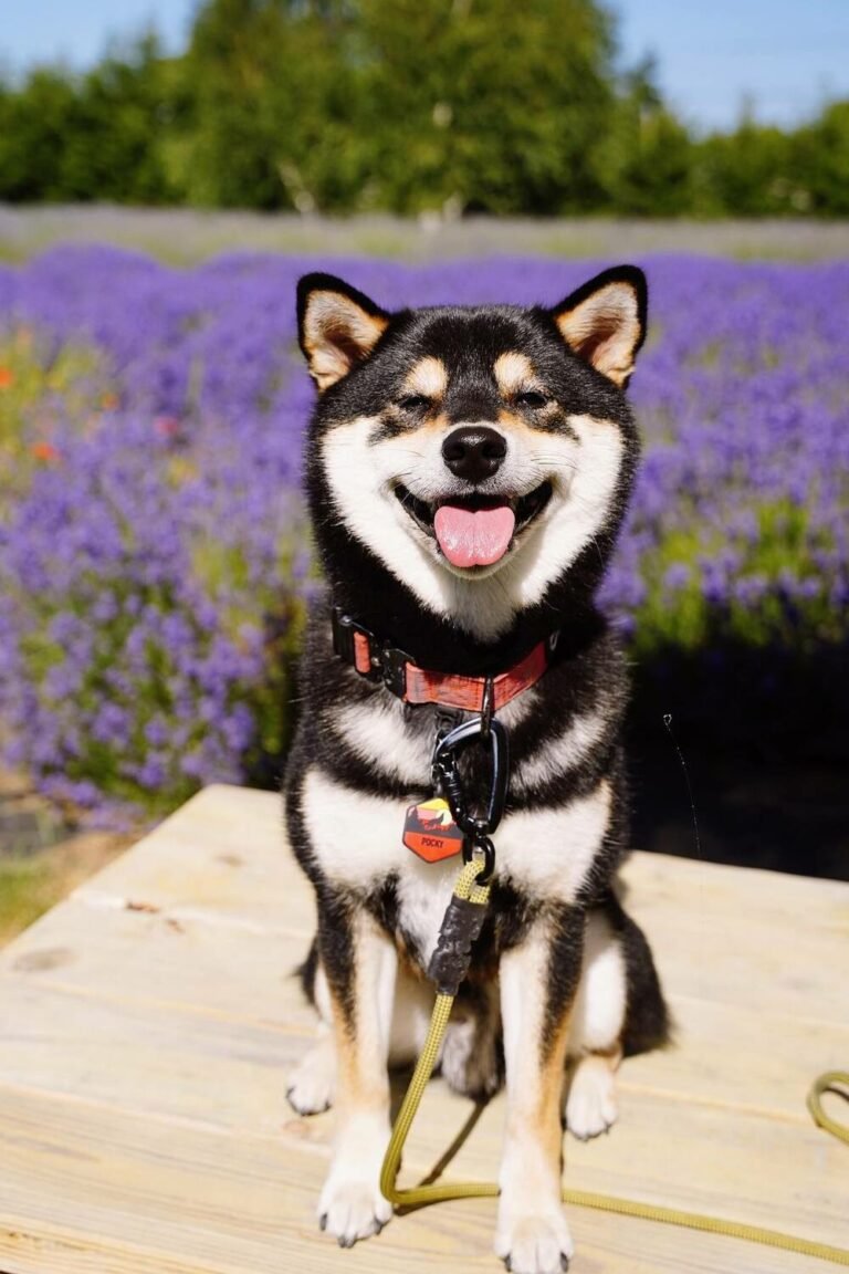 Shiba Inu Dog Breed Info {Traits, Temperament & Care}