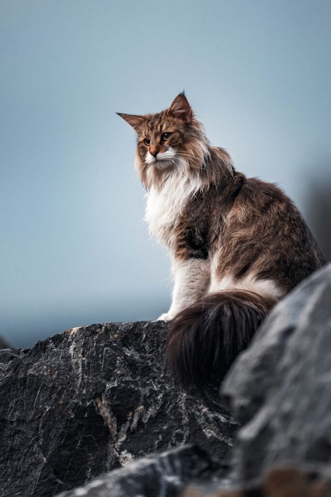 Everything You Need To Know About Maine Coon Cats [2024]