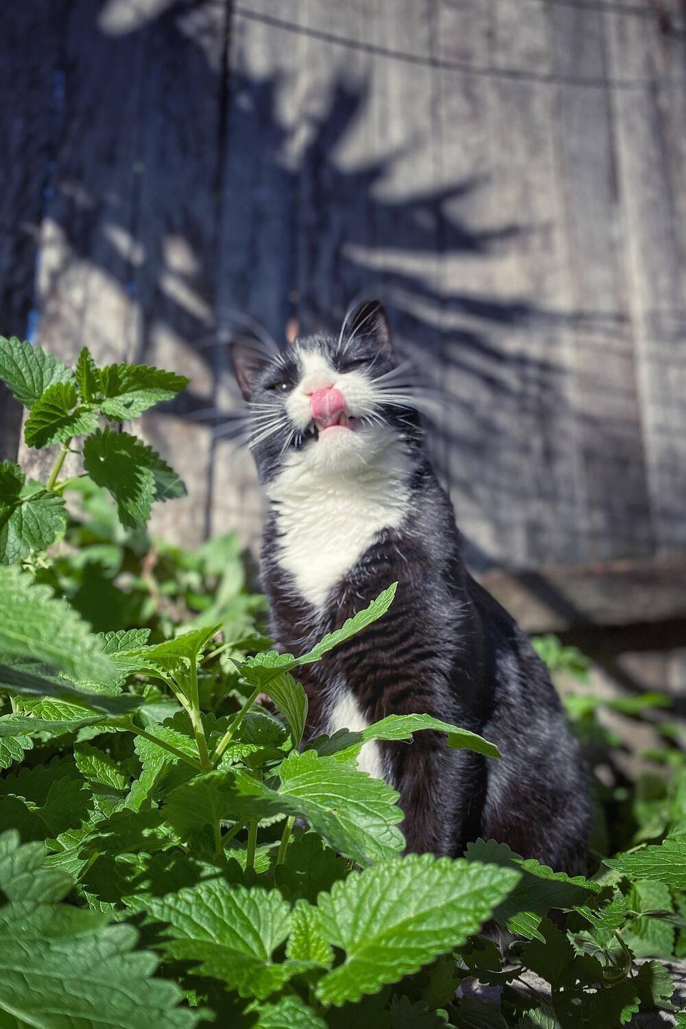 What Does Catnip Do To Cats? The Science Of Catnip Magic