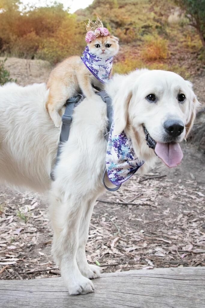 cute cats and dogs