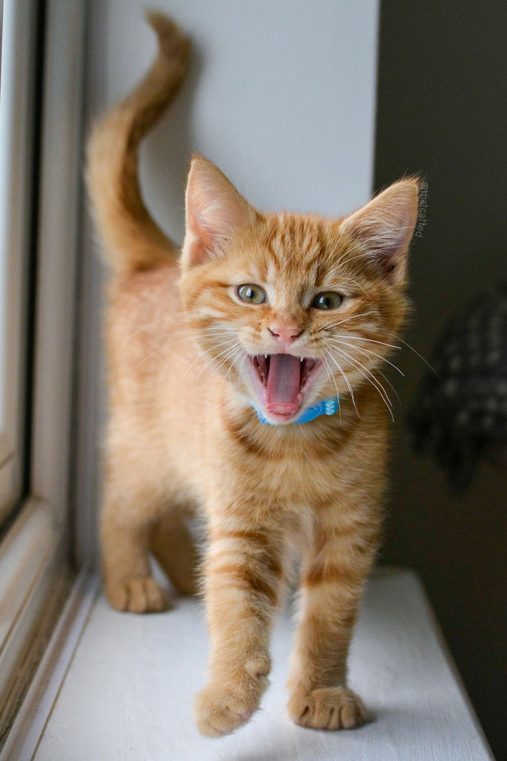 Top 100 Ginger Kitten Names Cute Orange Cat Names top-100-ginger-kitten-names-cute-orange-cat-names