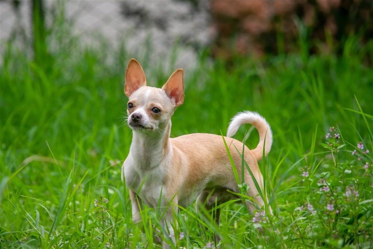 6 Different Types Of Chihuahua Puppies - Know Your Chi Pup