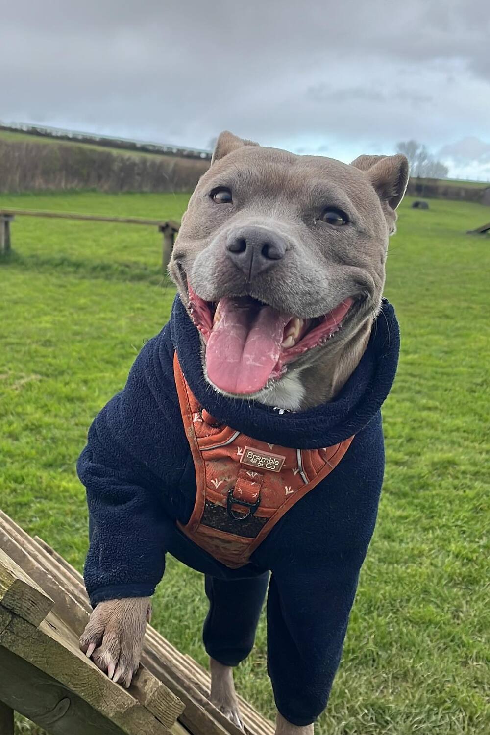 Staffordshire Bull Terrier Vs. Pitbull Dog Breed