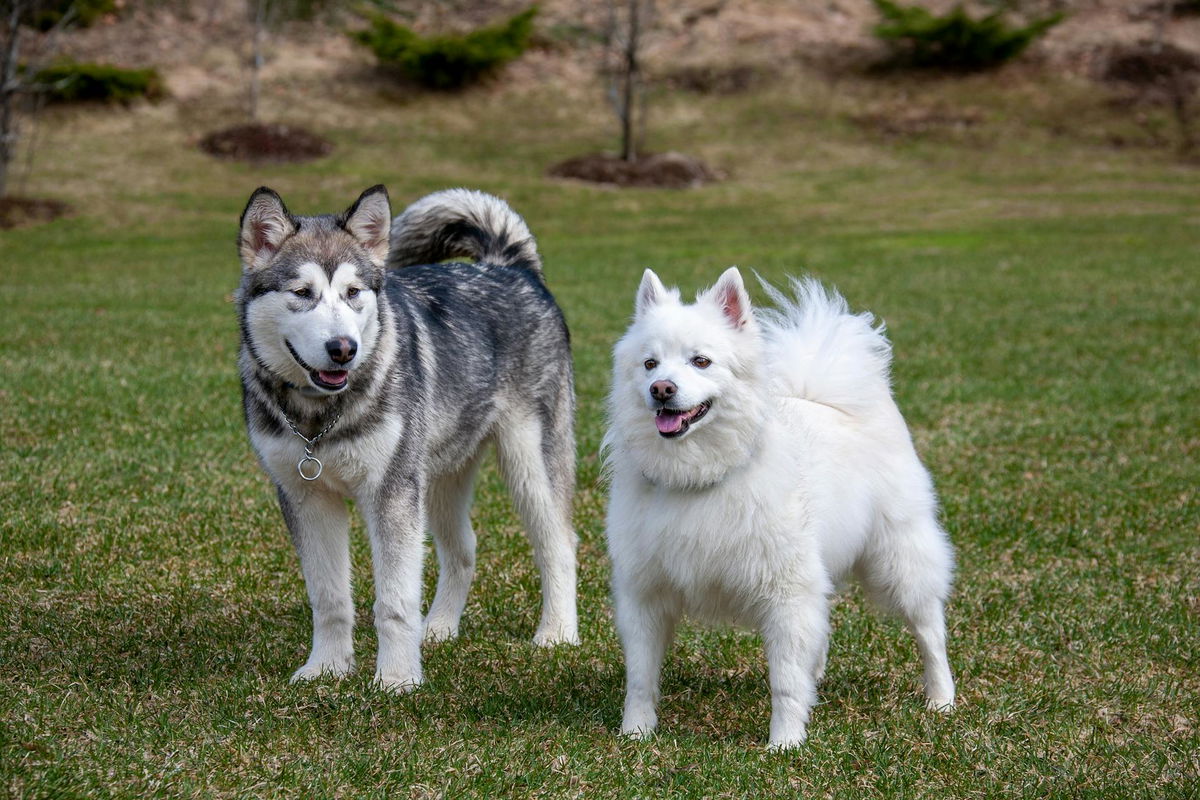 Discover 20 Unique Types Of Husky Dogs With Cute Pictures