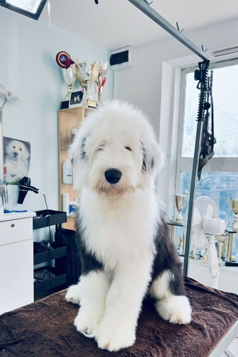 Old English Sheepdog Grooming Styles | Tips, Haircuts, & DIY