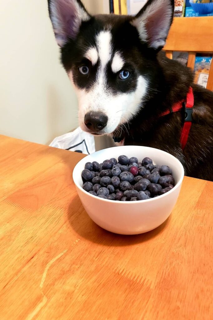 9 Easy & Nutritious Homemade Husky Dog Food Recipes