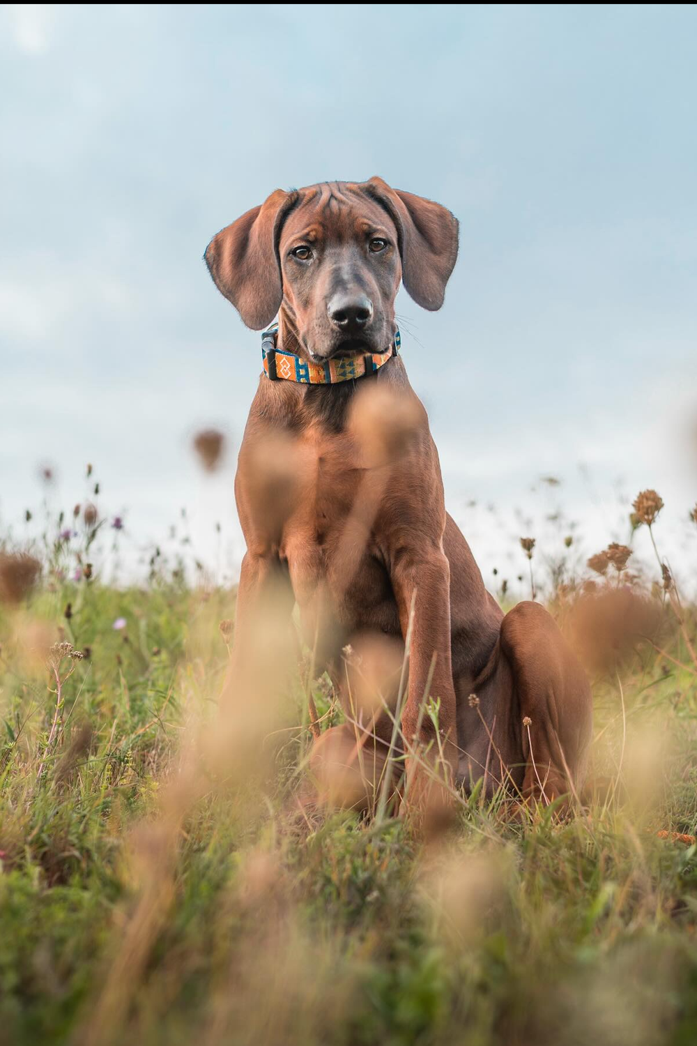 Rhodesian Ridgeback